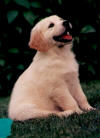 Deke as a pup. Click to enlarge.